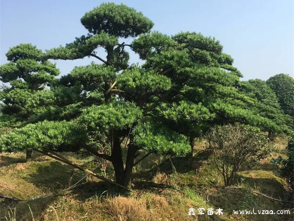 家养罗汉松对风水好吗？