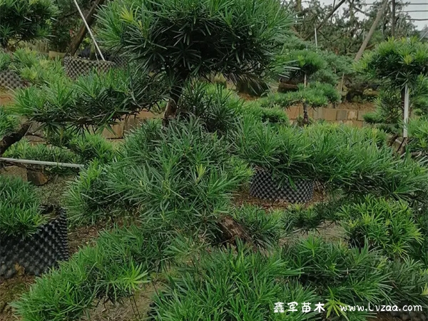 家里种罗汉松好不好？