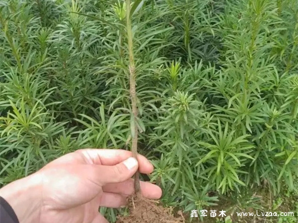 家里种罗汉松树吉利吗？