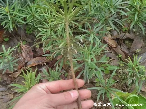 家里种罗汉松树吉利吗？