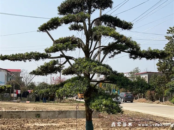 红芽珍珠罗汉松贵吗？