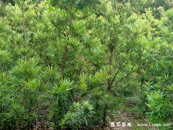 二桥罗汉松和雀舌的区别