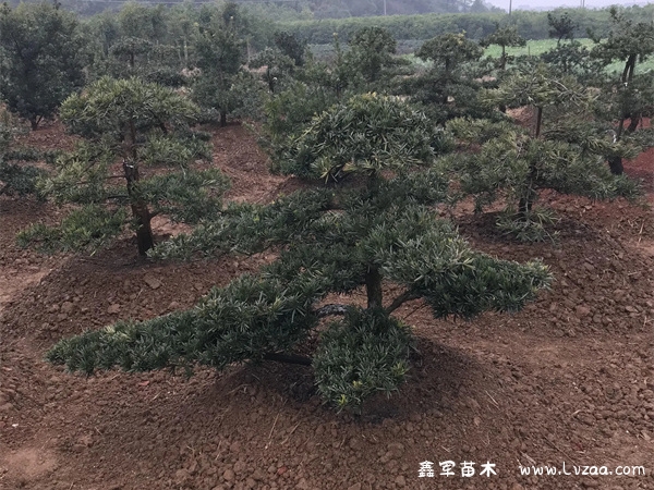 大型罗汉松怎么做造型？