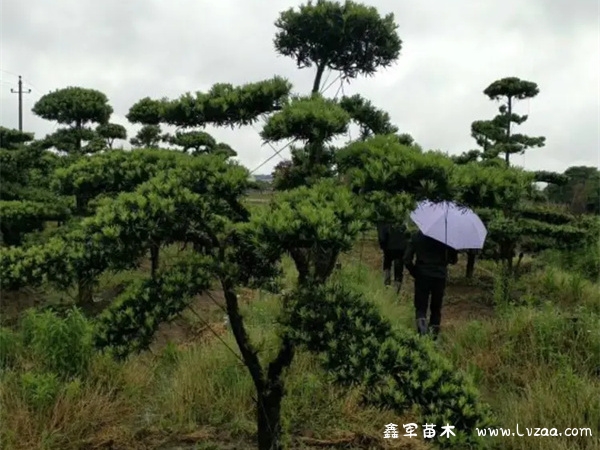 主干直的罗汉松怎样造型