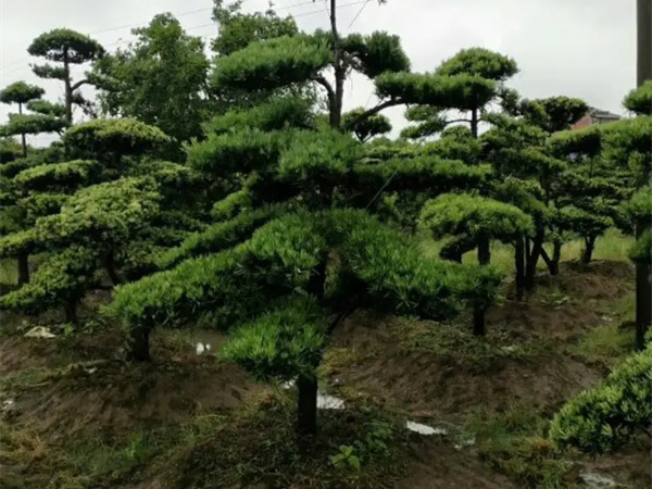 种罗汉松有什么讲究?