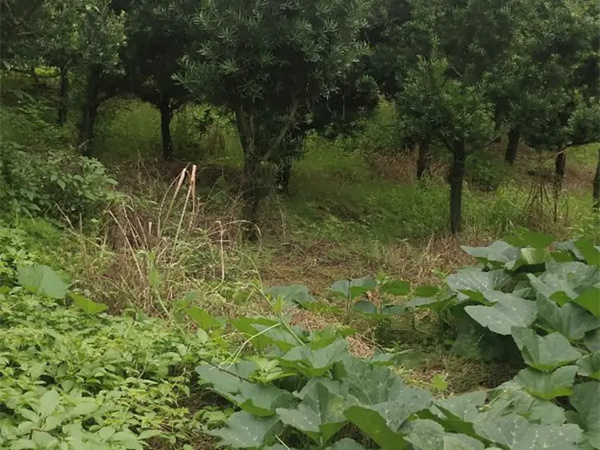 直杆罗汉松矮霸盆景