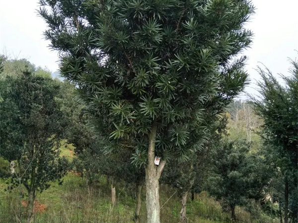 造型罗汉松哪里最便宜？