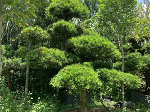 如何让罗汉松枝干粗壮？