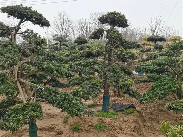 门前种罗汉松树好吗？