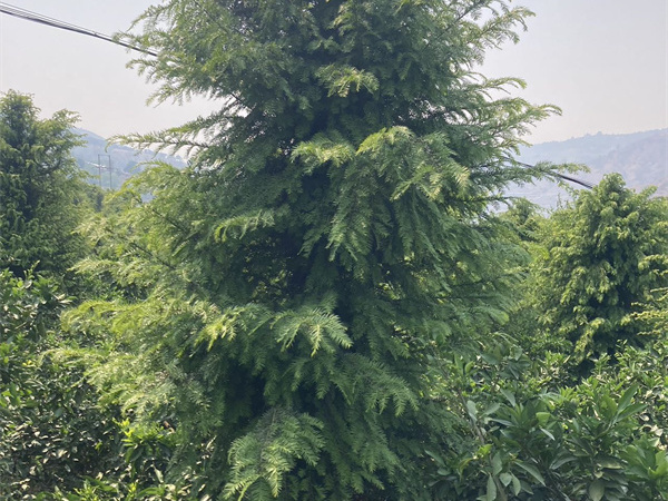 家里种红豆杉树好不好?