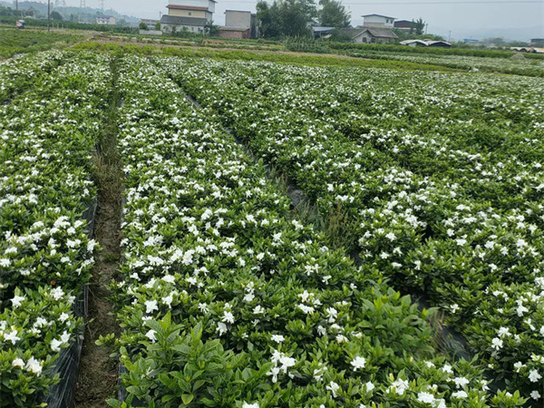 栀子花怎么养才能更旺盛开花?