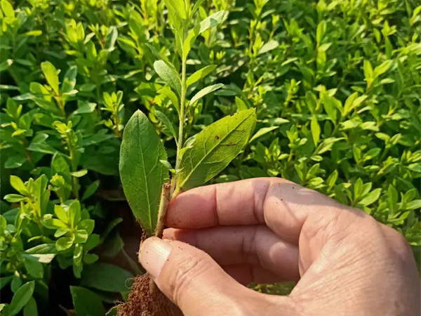 春鹃和夏鹃的价格区别