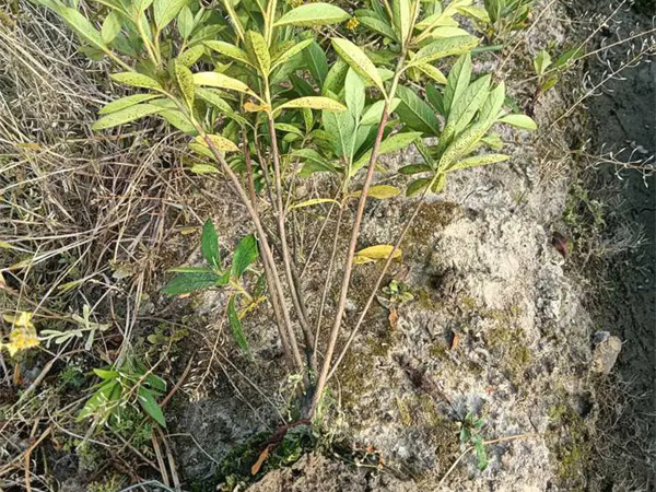 夏鹃的养殖方法