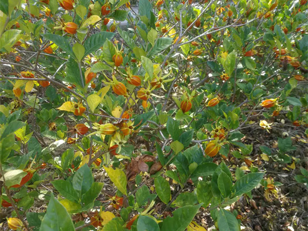 小叶栀子花一年开几次花