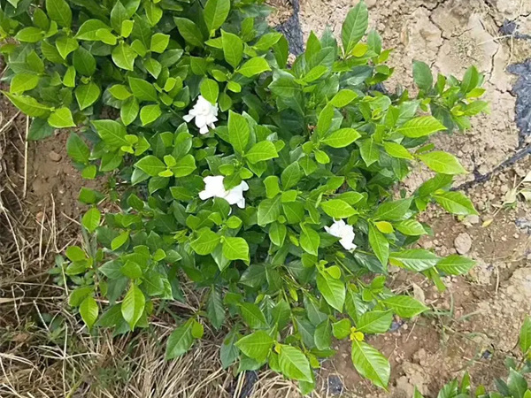 小叶栀子花移栽注意事项。