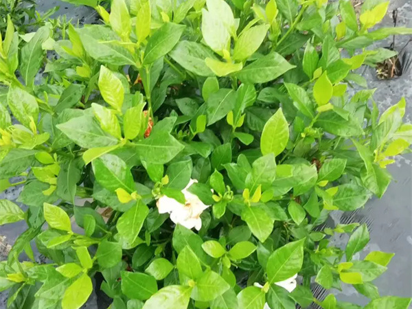 小叶栀子花有毒吗？