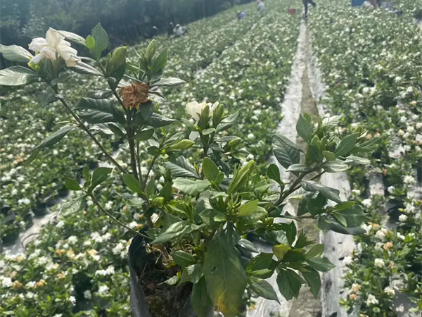 小叶栀子花怎样养殖？