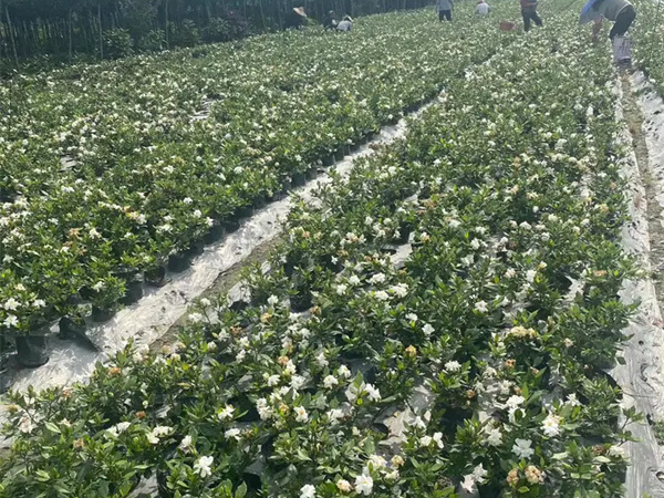 小叶栀子花怎么养家庭养法？