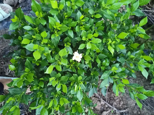 野生栀子花花期多长？