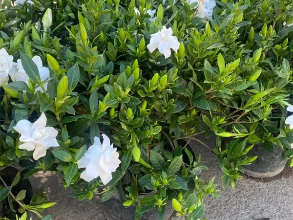 栀子花的正确养法?