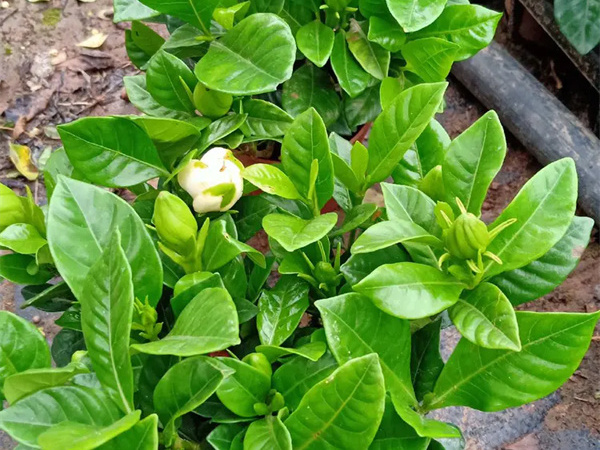 栀子花花期多长？