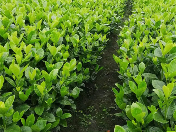 栀子花为啥不吉利？