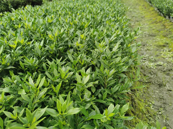 栀子花叶子发黄干枯掉叶子怎么办？