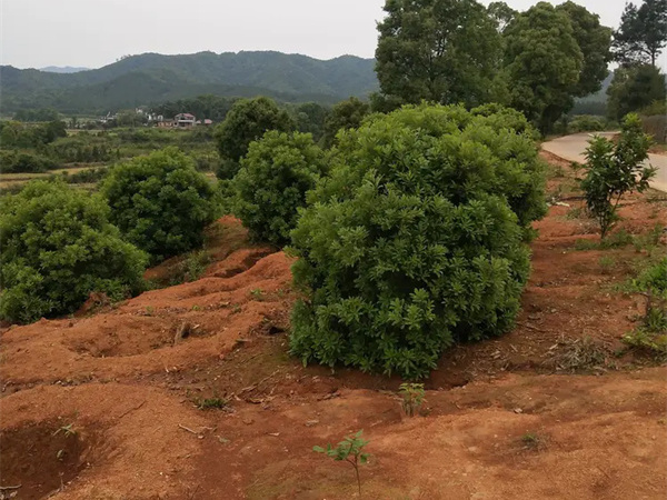 杨梅树用什么土种植