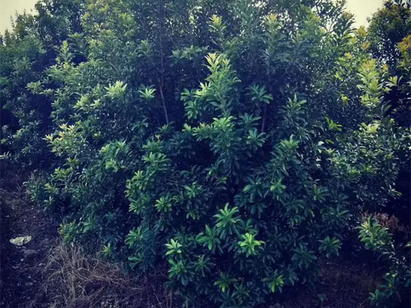 杨梅树在湖北能种植吗？