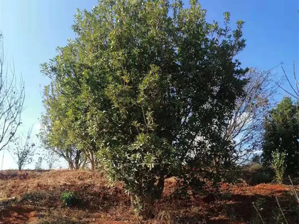 杨梅树怎样种植存活高？