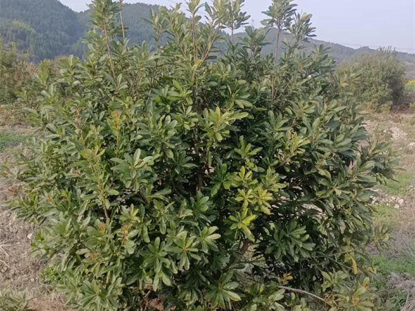 杨梅树怎样种植存活高？