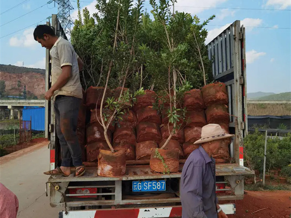 杨梅树种在家哪一个位置最好？