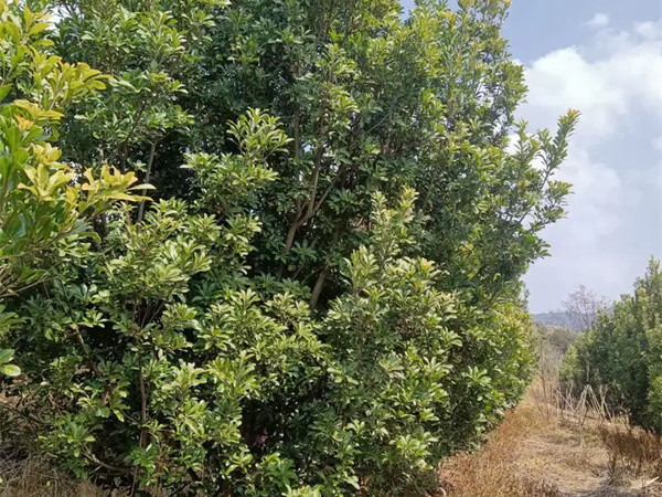 杨梅树种植距离是多少？