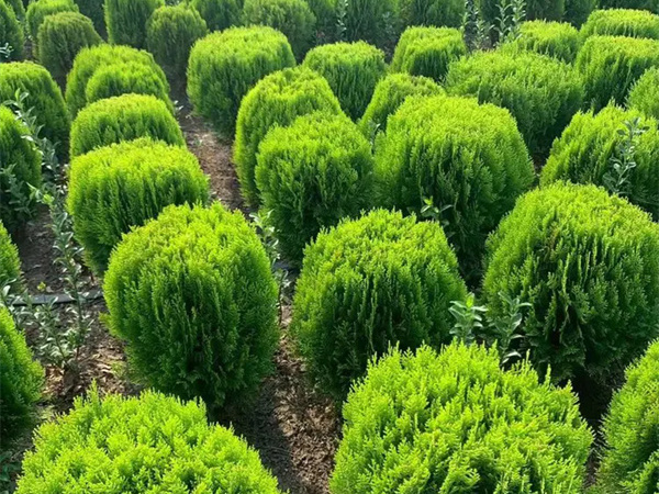 洒金柏属于什么植物?