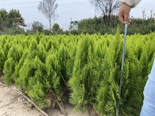 洒金柏属于什么植物?