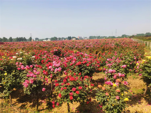 月季花不开花是什么原因?