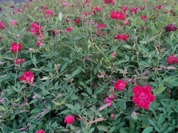 月季花和玫瑰花的区别