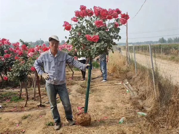 月季花十大经典品种