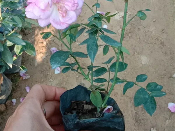 月季花什么时候开?