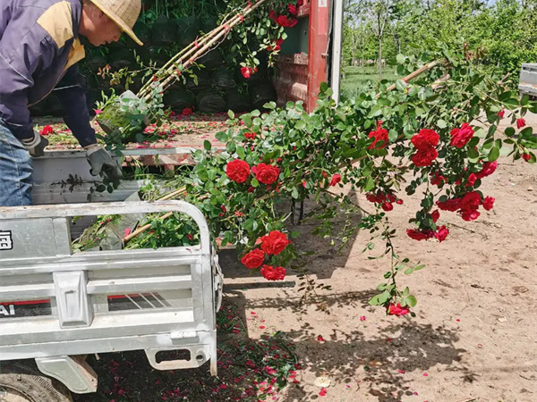 月季花嫁接在什么树桩上可以成活吗?