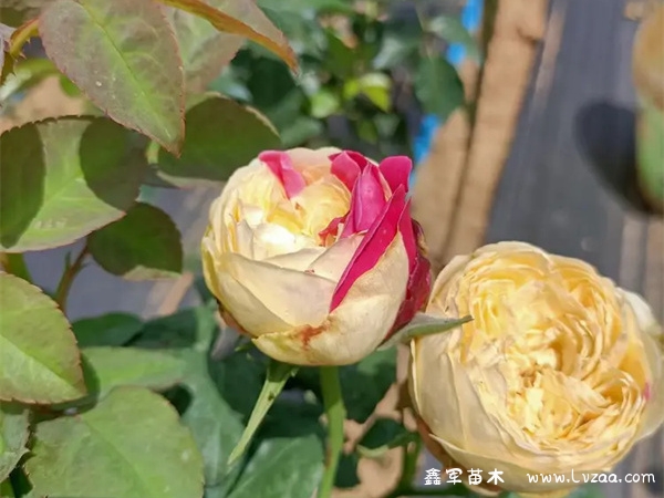 月季花是什么颜色的?有什么特点?