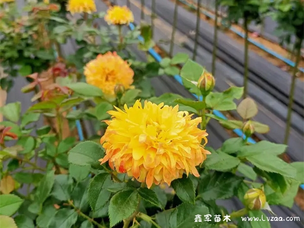 月季花盆栽的养殖方法