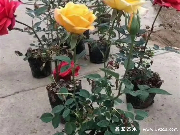 植物园月季花什么时候开?