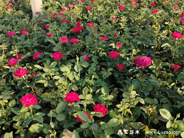 初夏的月季花是什么颜色的?