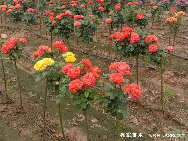 春天月季花是什么颜色?