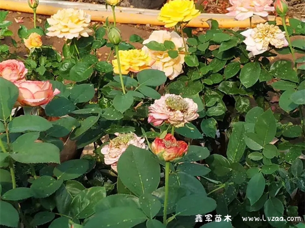 春天开的月季花是什么颜色的?