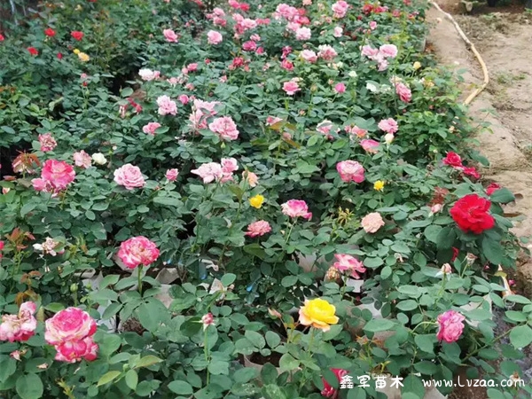 春天开的月季花是什么颜色的?