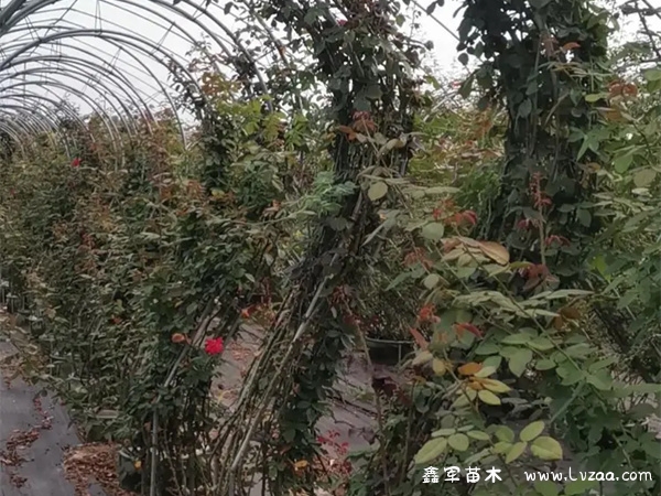 几月份插月季花的成活率高?