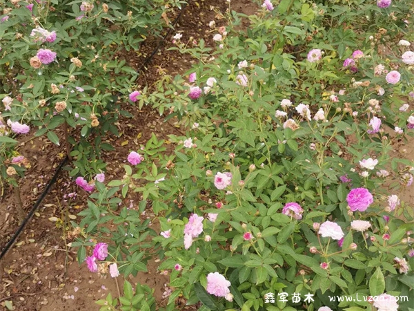 蓝色阴雨月季花是什么颜色的?