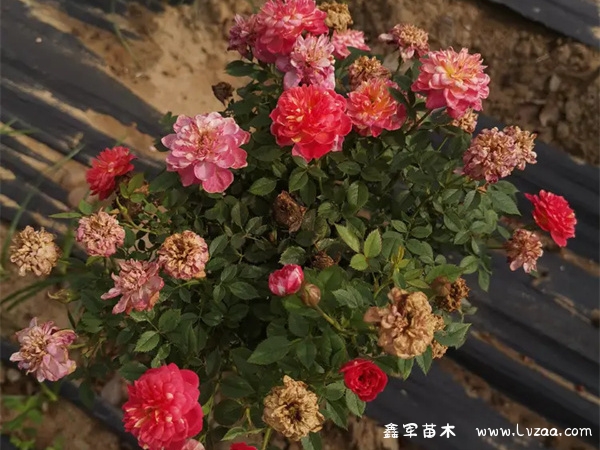 蓝色阴雨月季花是什么颜色的?